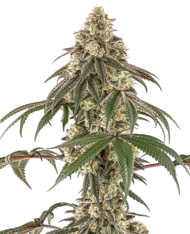Honey Pot van Sensi Seeds