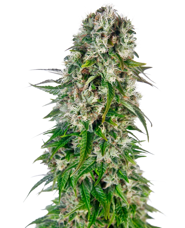 Big Bud van Sensi Seeds