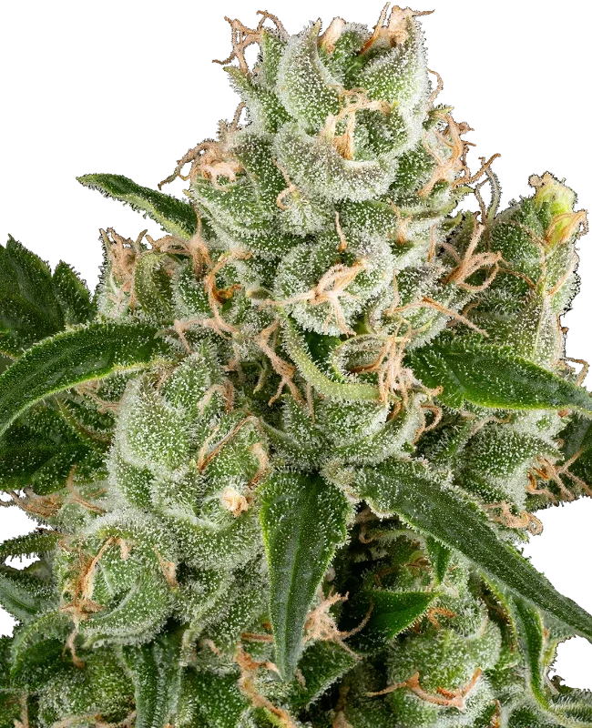 California Haze van Sensi Seeds
