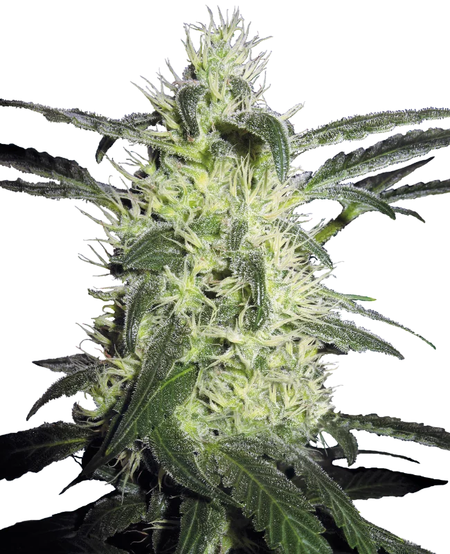 Silver Haze van Sensi Seeds