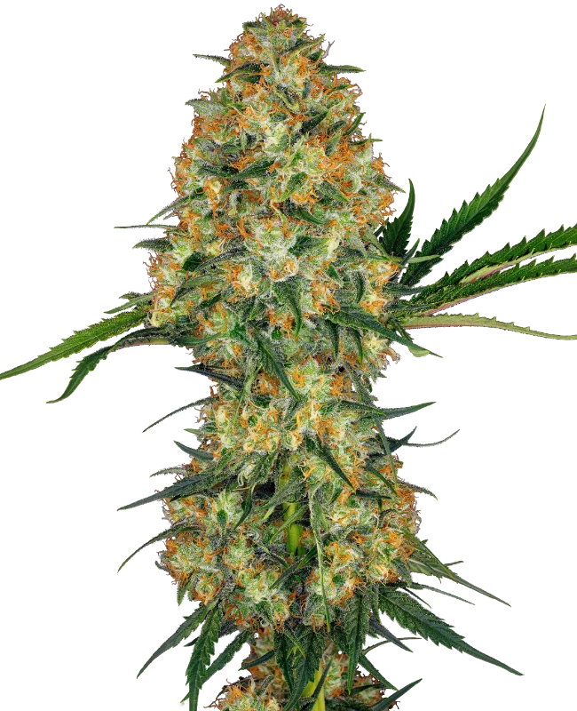 Hindu Kush van Sensi Seeds