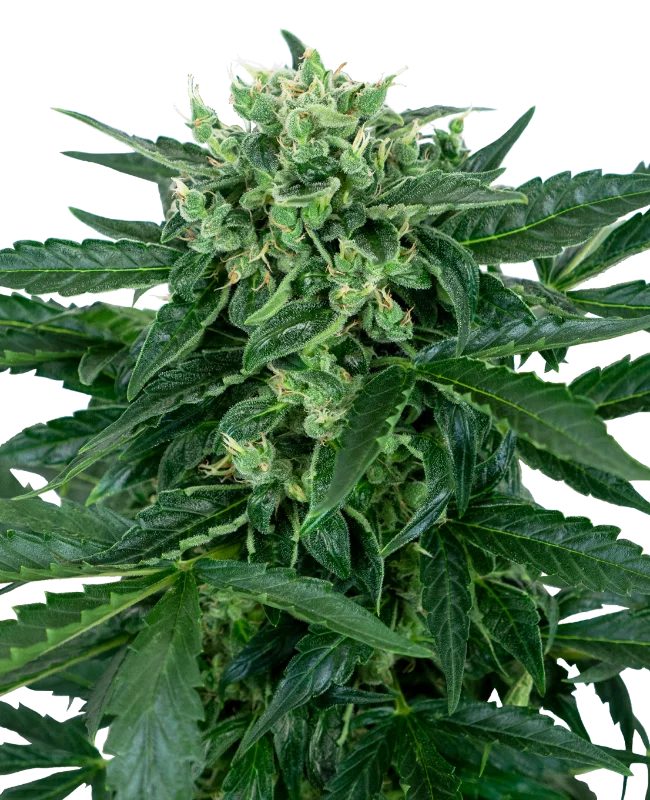Sensi Amnesia van Sensi Seeds