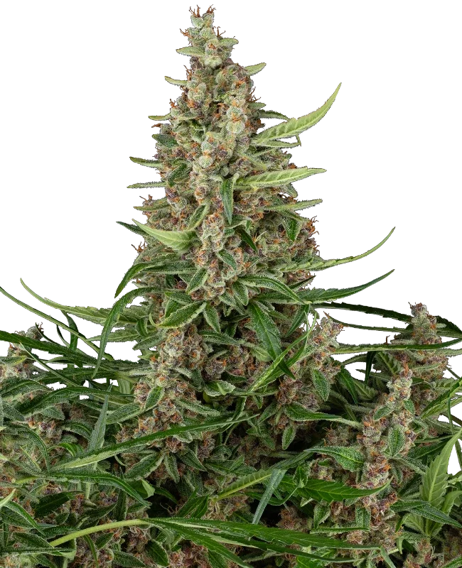 Banana Shake van Sensi Seeds