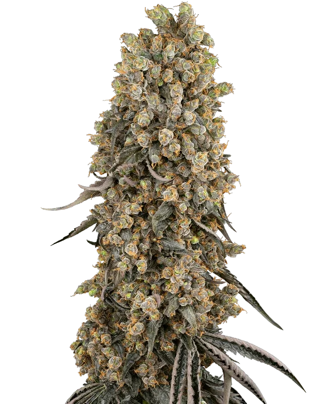 Atomic Blue Dream van Sensi Seeds