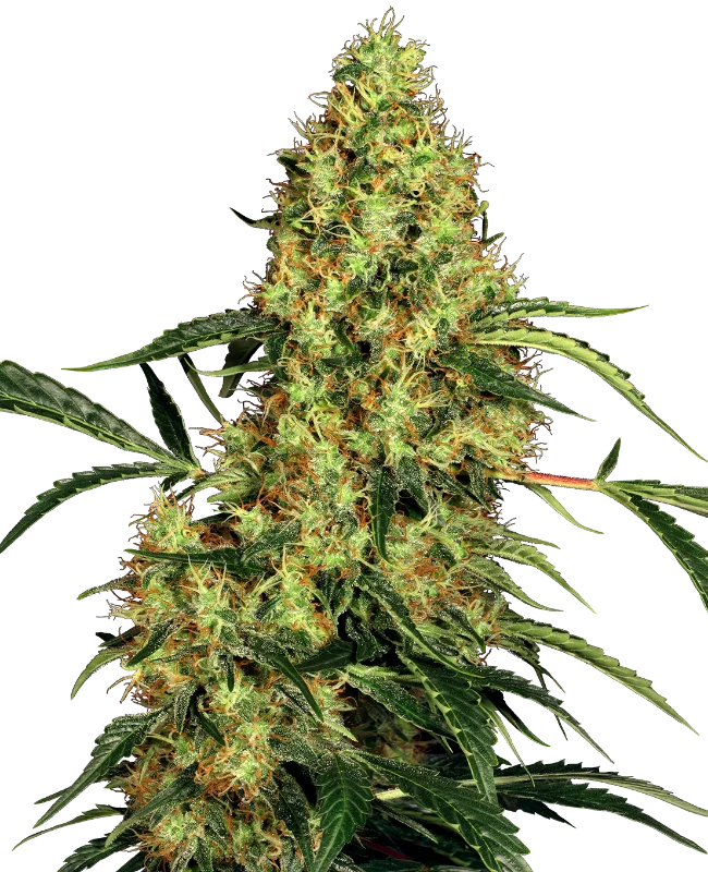 Mexican Sativa van Sensi Seeds