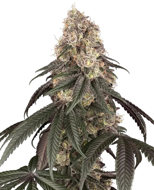 Red Bottoms van Sensi Seeds