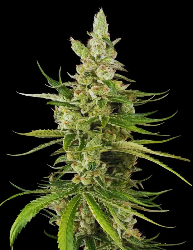 Jackuzzi van Sensi Seeds