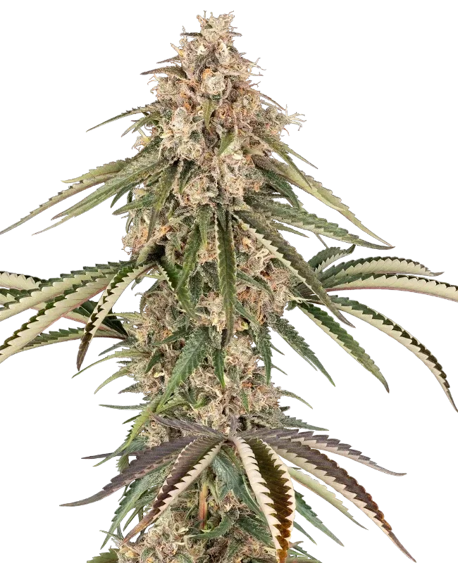 Garlic Gas van Sensi Seeds