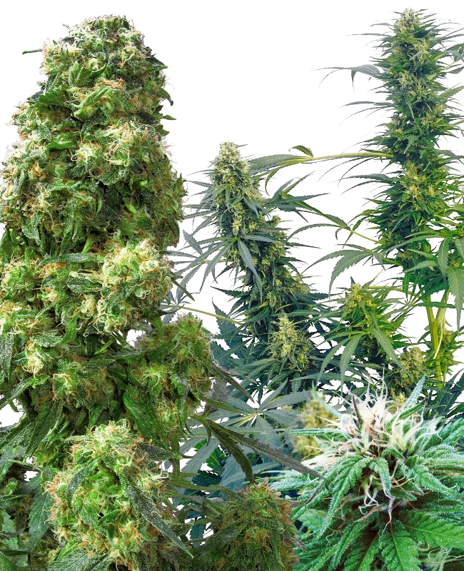 Outdoor Mix van Sensi Seeds