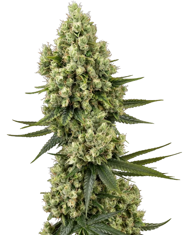 Silver Fire van Sensi Seeds
