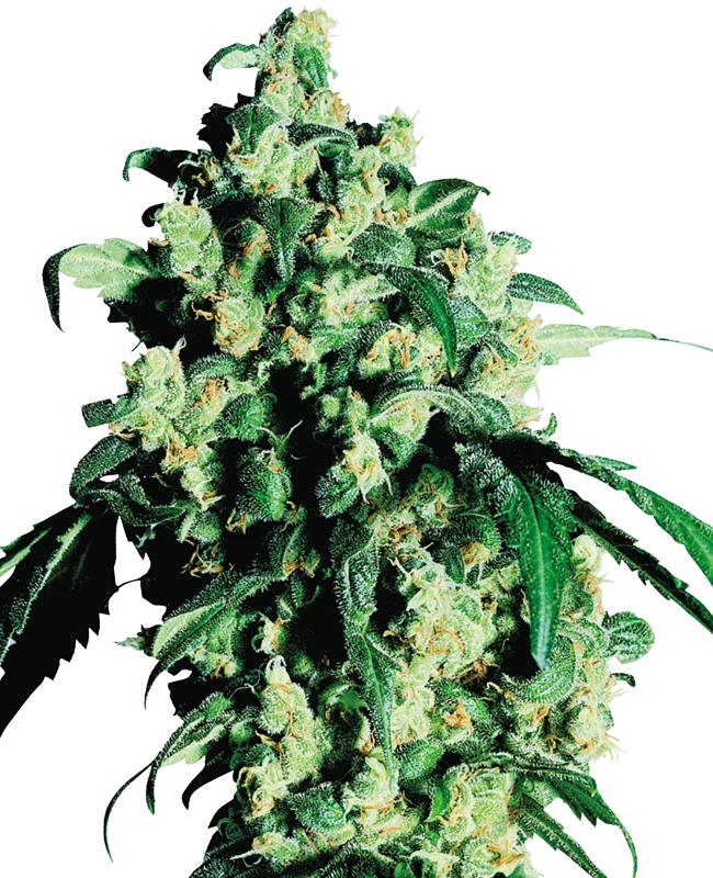Super Skunk van Sensi Seeds