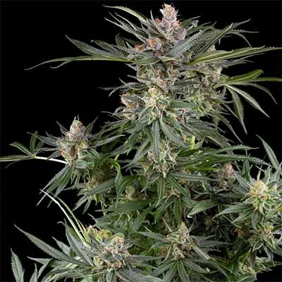 Dosimosa van Sensi Seeds
