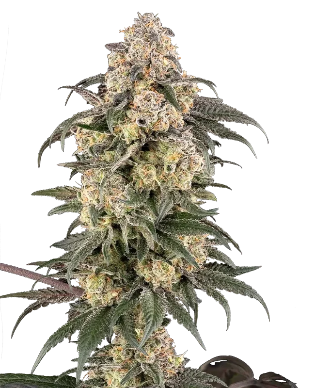 Chocolate Bananza van Sensi Seeds