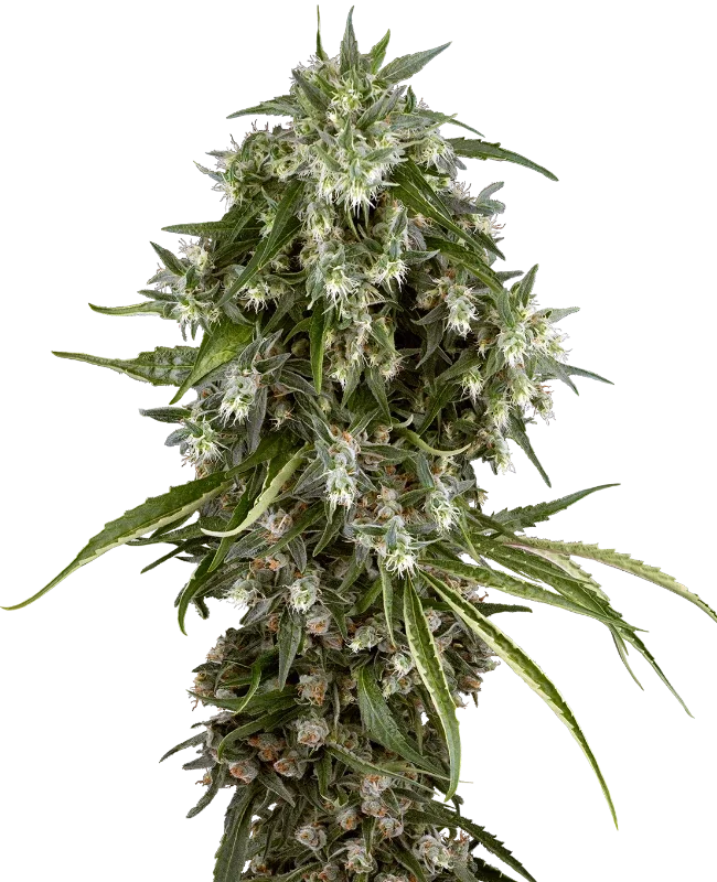 Pineapple Jack van Sensi Seeds