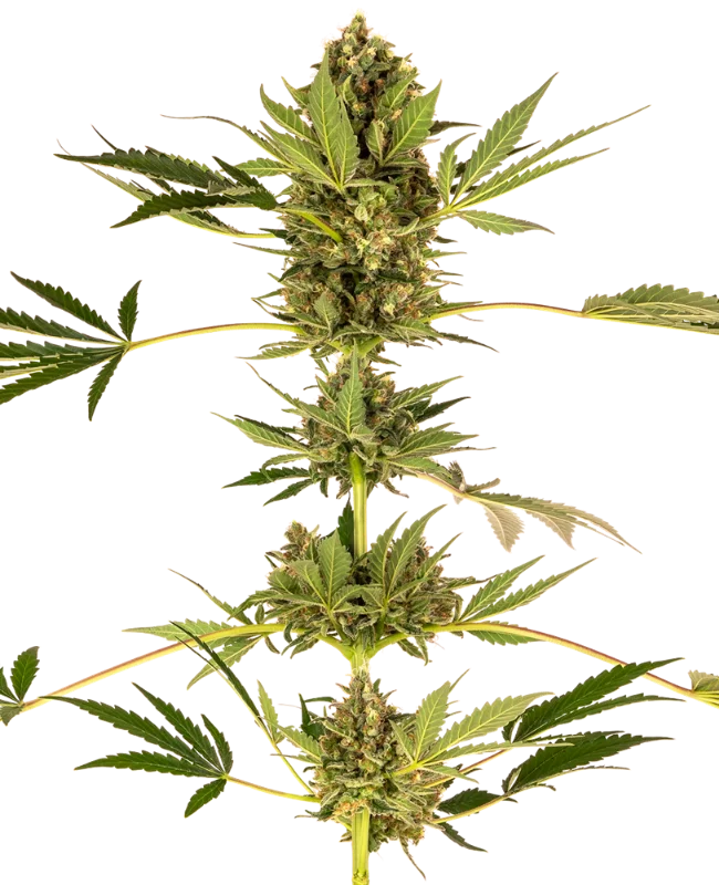 Himalayan CBD van Sensi Seeds