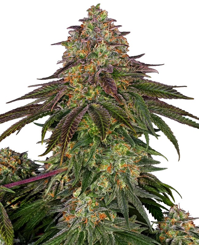 Sweet Cherry Kush van Sensi Seeds
