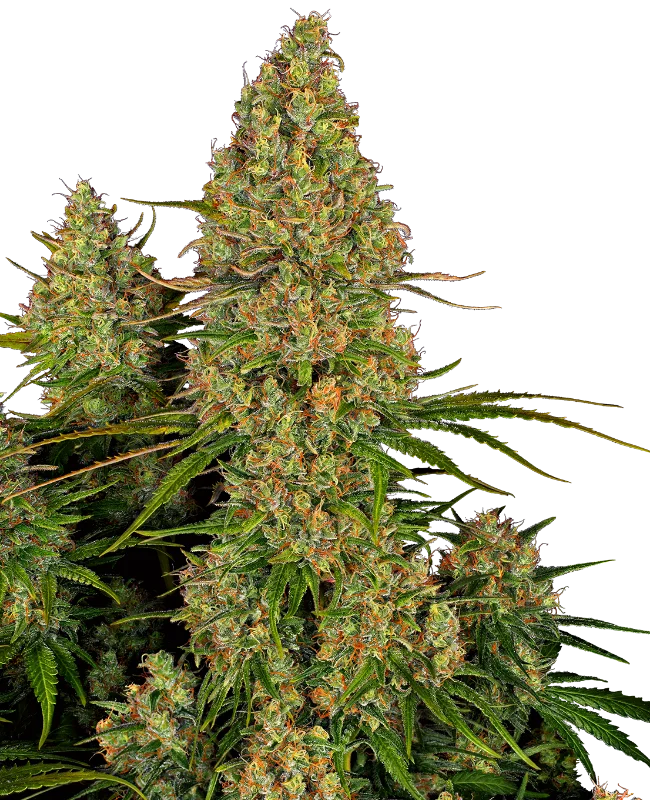 Sticky Orange XXL van Sensi Seeds