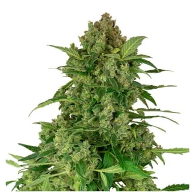 Black Lights CBD van Sensi Seeds