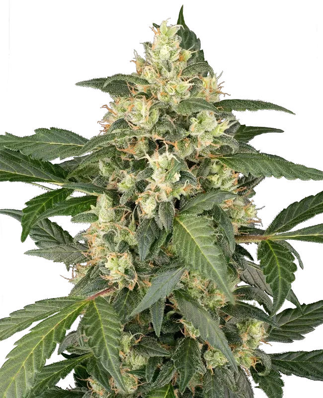 Copenhagen Sour van Sensi Seeds