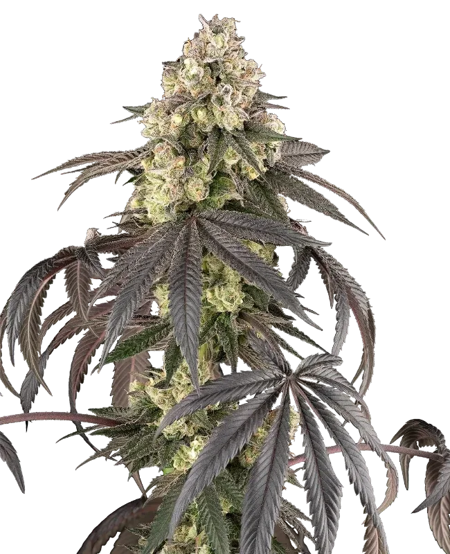 Sour Sherb van Sensi Seeds