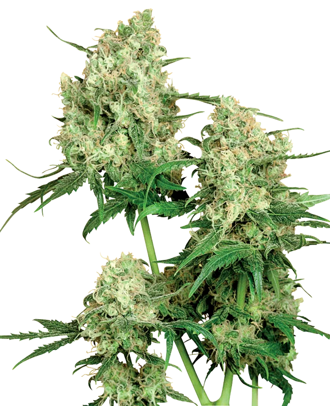 Maple Leaf Indica van Sensi Seeds