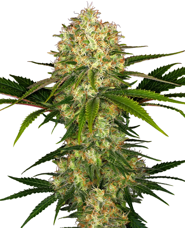 Afghani #1 van Sensi Seeds