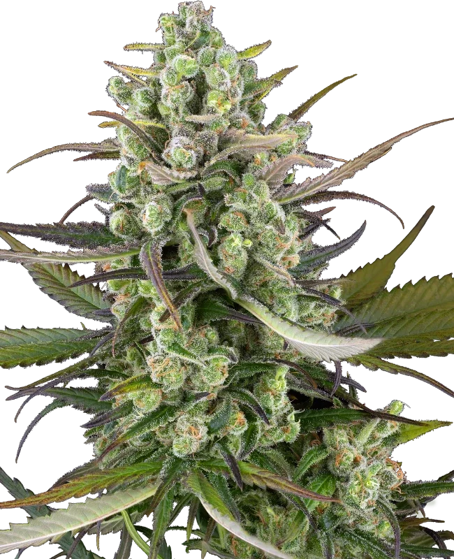 Headband Kiwi van Sensi Seeds