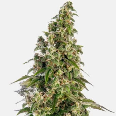 Afghani 1 van Sensi Seeds