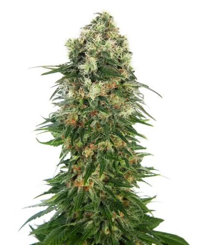 Shiva Skunk van Sensi Seeds