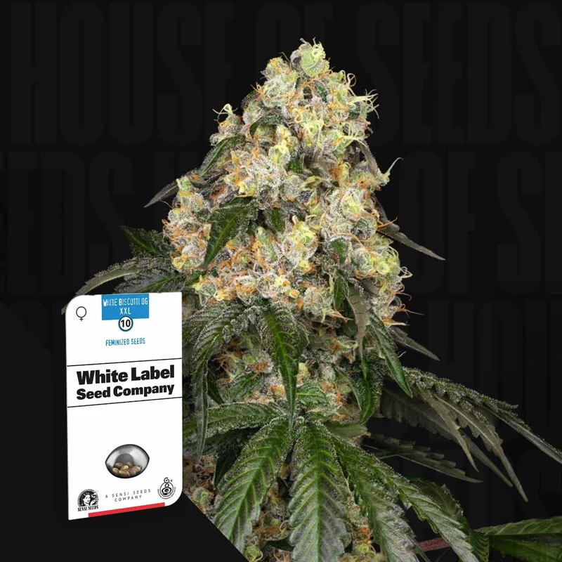 White Biscotti OG XXL van Sensi Seeds