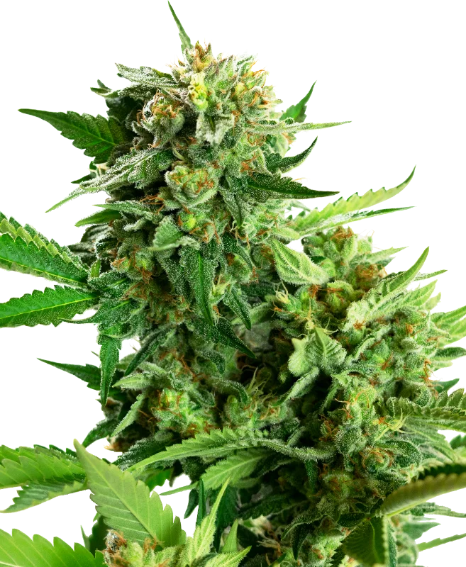 Blackberry Cake van Sensi Seeds