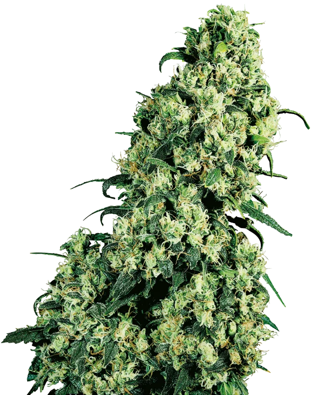 Skunk #1 van Sensi Seeds