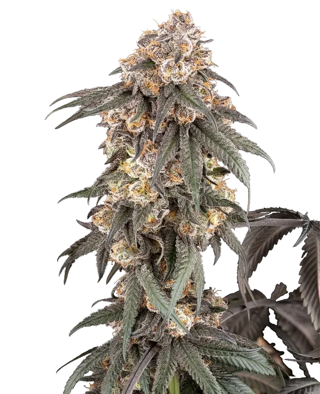 Gasoline Sherblato van Sensi Seeds