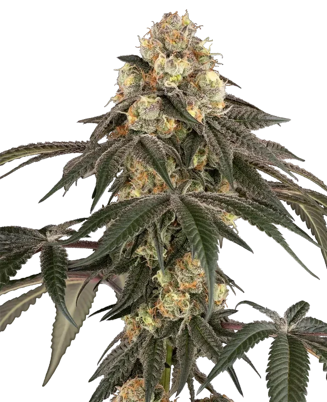 Lychee Sago van Sensi Seeds