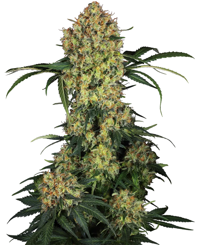 Aloha OG van Sensi Seeds
