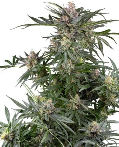 Dosimosa van Sensi Seeds