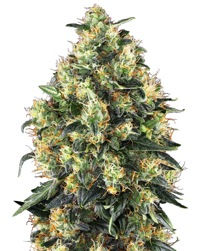 Super Skunk van Sensi Seeds