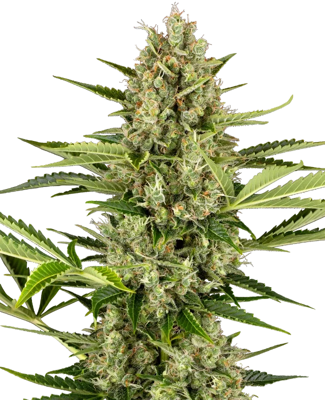 Jack Herer van Sensi Seeds