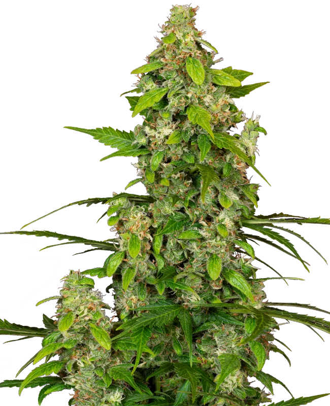 Gorillaz van Sensi Seeds