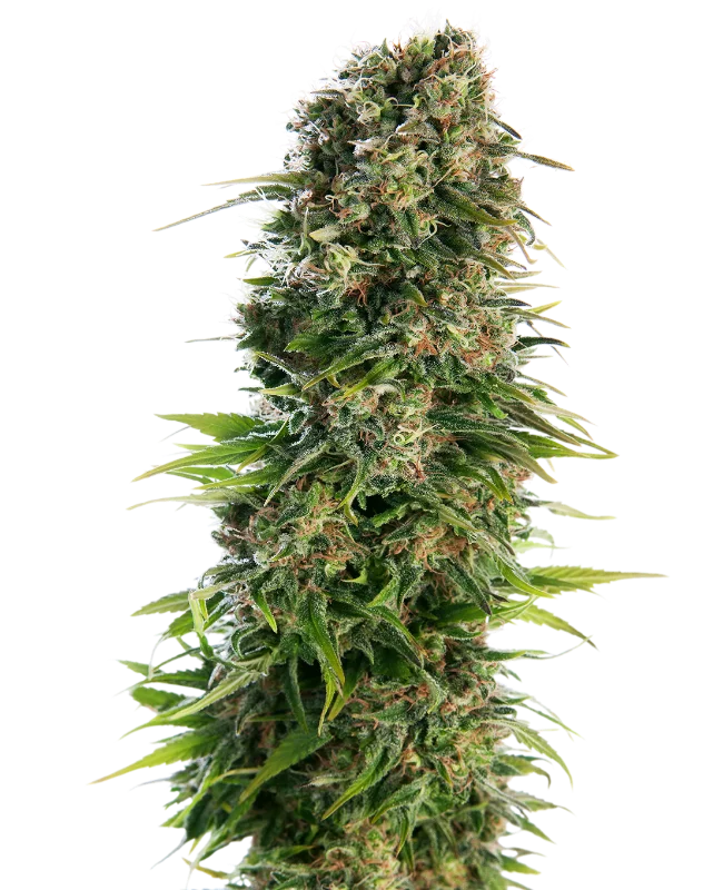 Hindu Kush van Sensi Seeds