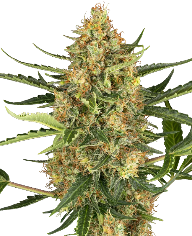Blueberry Bubblegum van Sensi Seeds