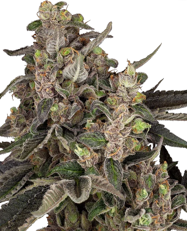 Bahama Mama van Sensi Seeds