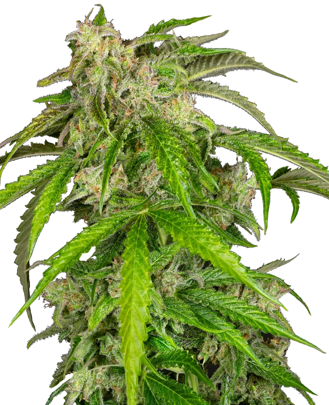 Glamour van Sensi Seeds