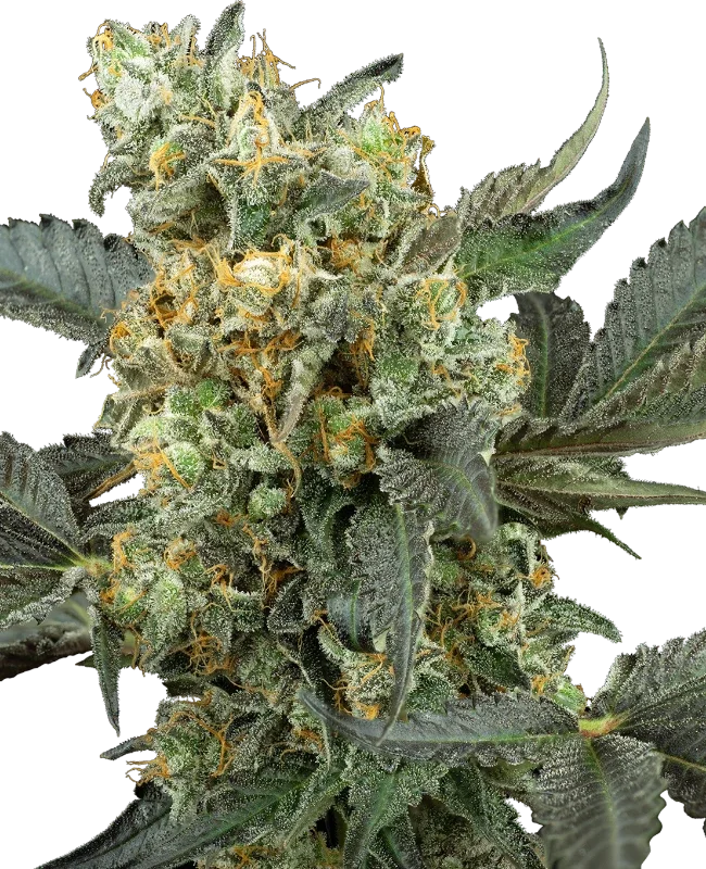 Mimosa Sunrise XXL van Sensi Seeds