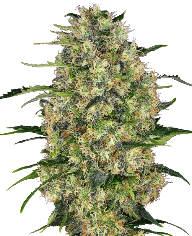 Black Domina van Sensi Seeds