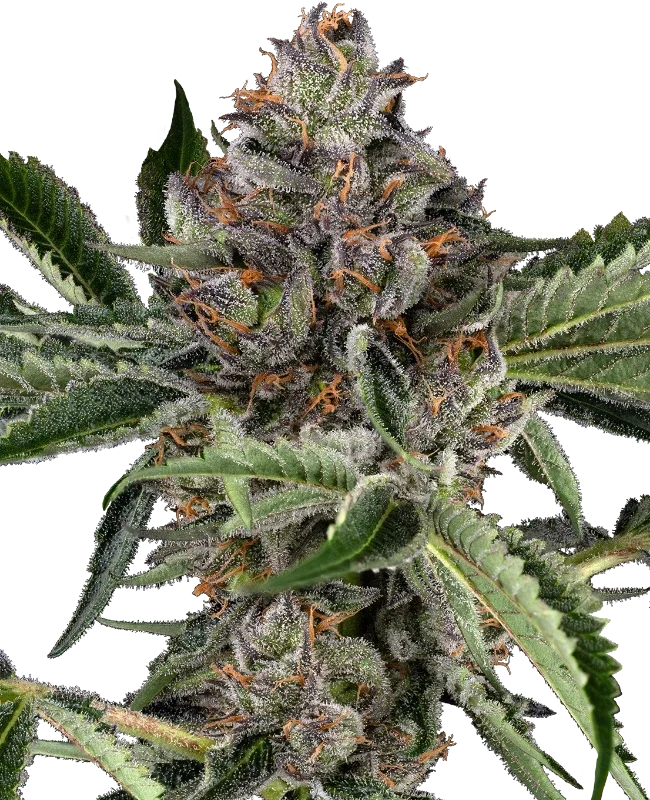 Papaya Jealousy van Sensi Seeds