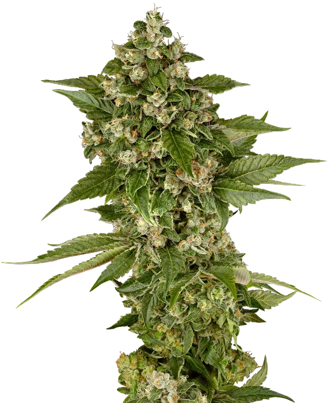 Studio Candy van Sensi Seeds