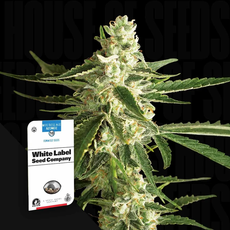 White Diesel Haze van Sensi Seeds