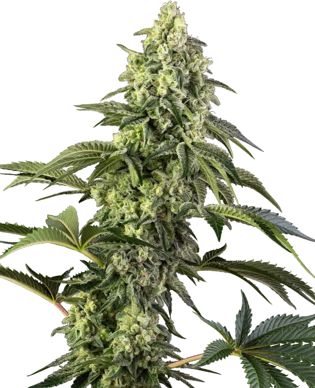 Cosmic Kiss van Sensi Seeds
