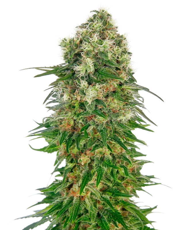 Shiva Skunk van Sensi Seeds